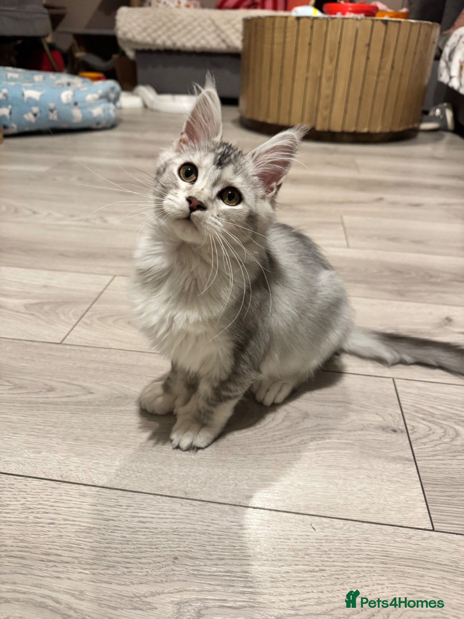 Maine Coon cats Maine coon polydactyls kittens DNA clear TICA reg - Advert 2