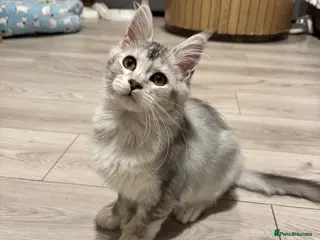 Maine Coon cats Maine coon polydactyls kittens DNA clear TICA reg - Advert 3