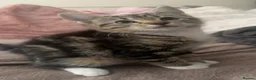 American Shorthair cats for sale: Kitten american shorthair black and brown in Nottingham - Advert 6