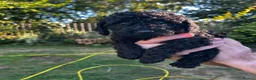 Cockapoo dogs for sale: Cockapoo .. Gorgeous jet black cockapoo puppies. - Advert 21
