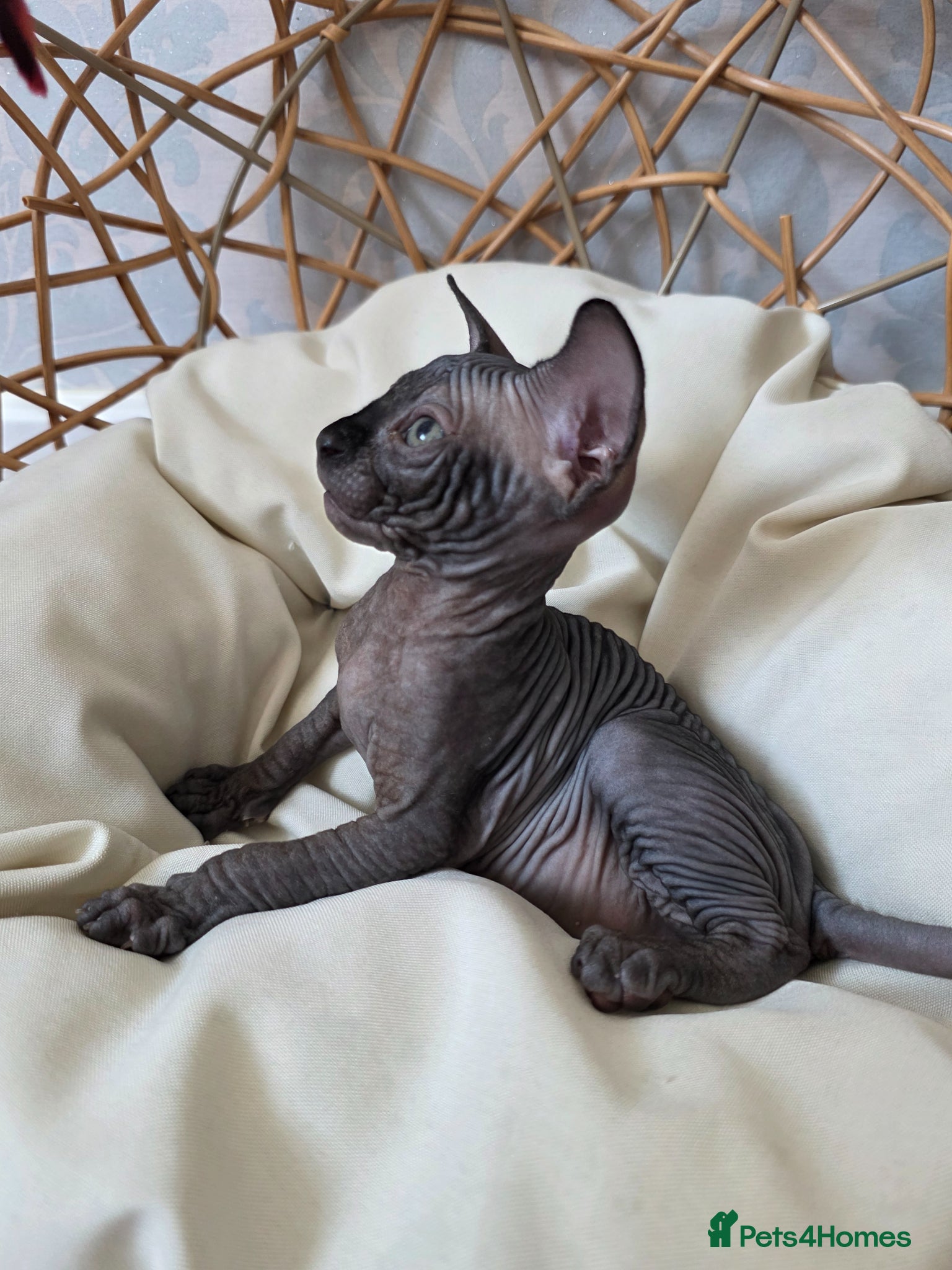 Sphynx cats 😻 Beautiful Sphynx Boy Looking For Forever Home  - Advert 3