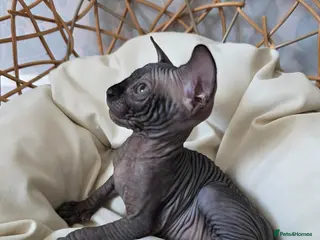 Sphynx cats 😻 Beautiful Sphynx Boy Looking For Forever Home - Advert 10