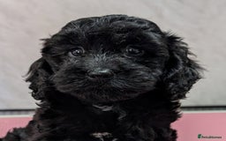 Cockapoo dogs for sale: Ready now, gorgeous health tested F1 cockapoos - Image 1