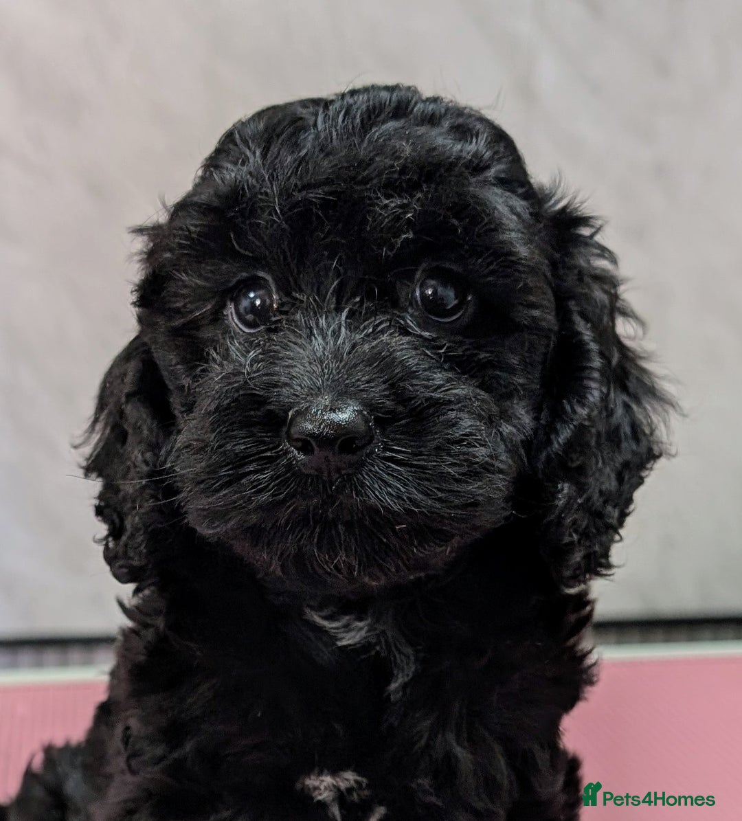 Cockapoo dogs for sale: Ready now, gorgeous health tested F1 cockapoos - Image 1