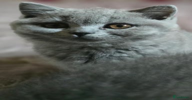 British Shorthair cats - Advert 14
