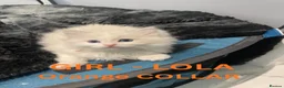 Ragdoll cats for sale: ACTIVE Female Blue Bicolour Ragdoll Kitten - Advert 5