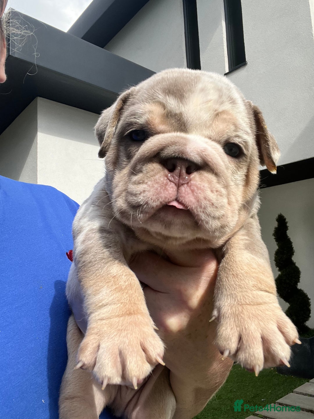 English Bulldog dogs for sale: QUALITY ENGLISH BULLDOG PUPPIES - Image 19