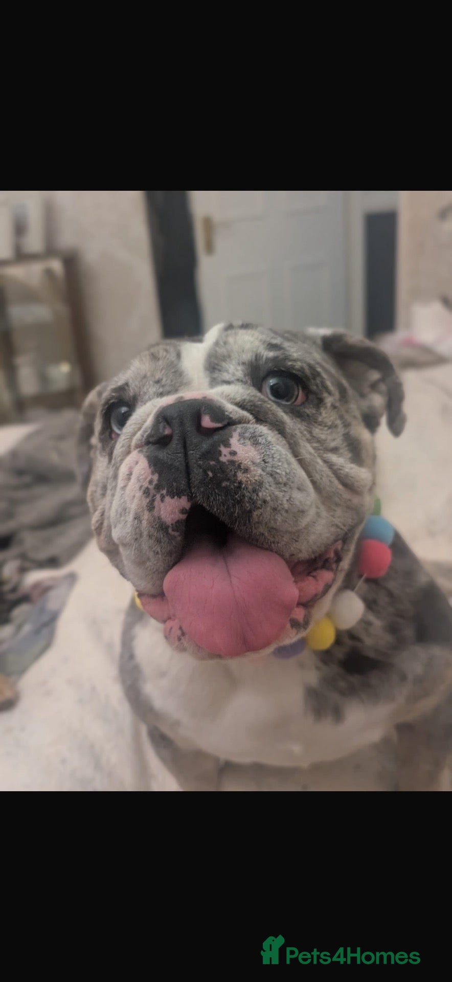 English Bulldog dogs Merle unspayed English bulldog bitch  - Advert 1