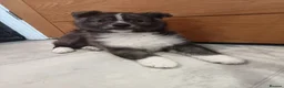 Pomsky dogs for sale: Pomsky puppy's  - Advert 5