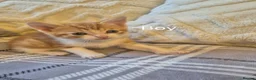 Mixed Breed cats for sale: 2girls 2boy  in Manchester - Advert 5