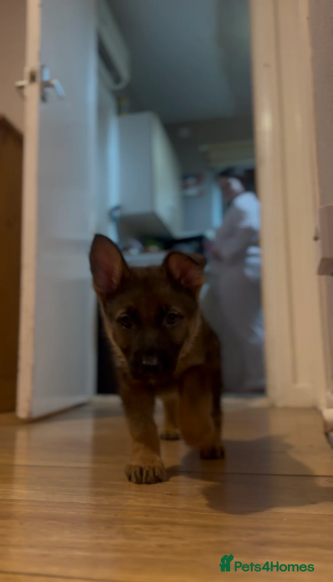 German Shepherd dogs for sale: Winnie - Advert 9