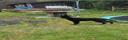German Shepherd dogs for sale: Elite DDR / Czech Working Line GSD Pups in Ashton-under-Lyne - Advert 20