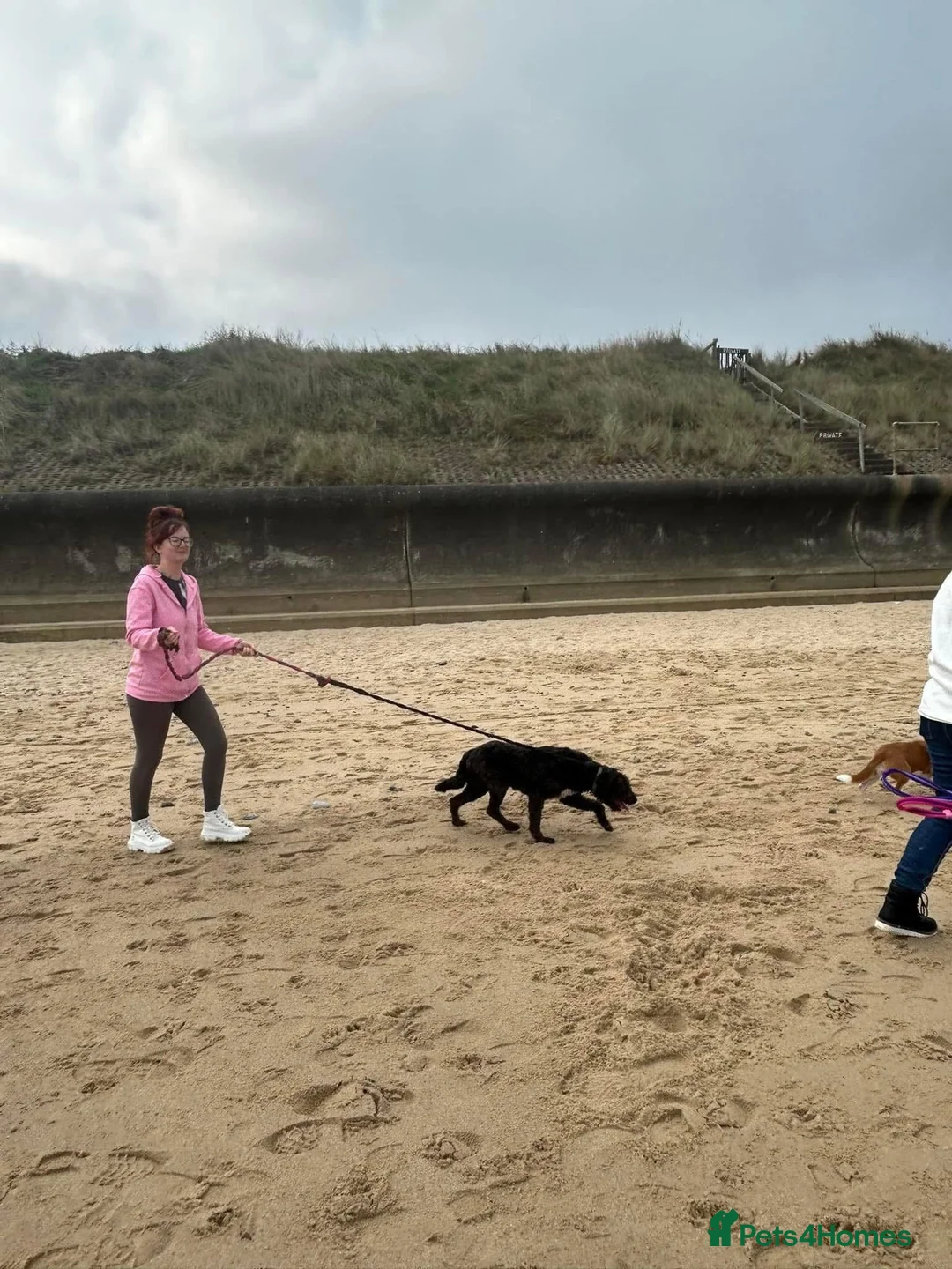 Mixed Breed dogs for adoption: Colby - Norwich Norfolk  in Norwich - Advert 8