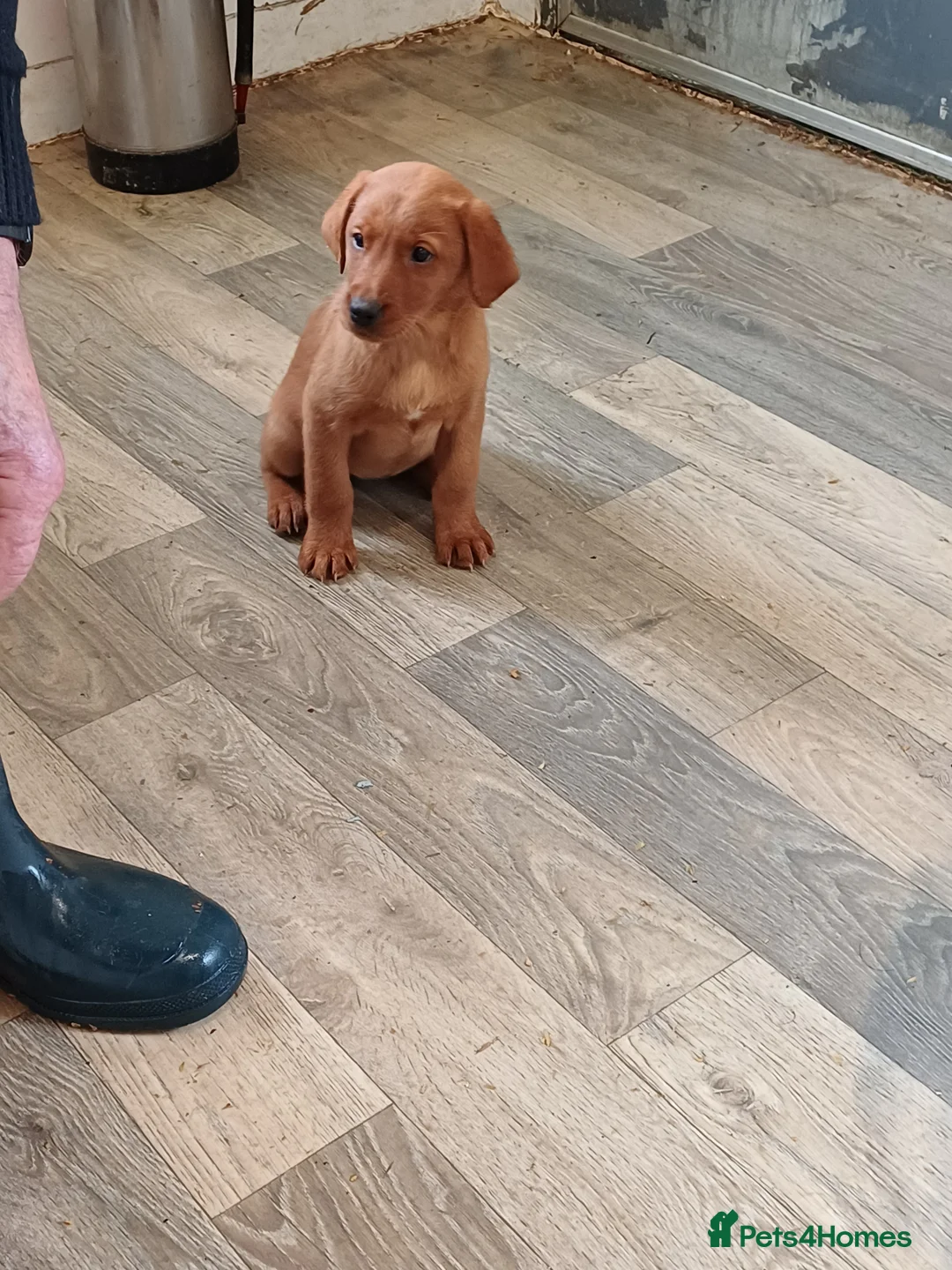 Labrador Retriever dogs for sale: LABRADOR PUPPIES - FOX RED - Advert 7