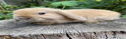 Mini Lop rabbits for sale: Super Friendly 100% Pure Bred Mini Lop Bunnies - Advert 11