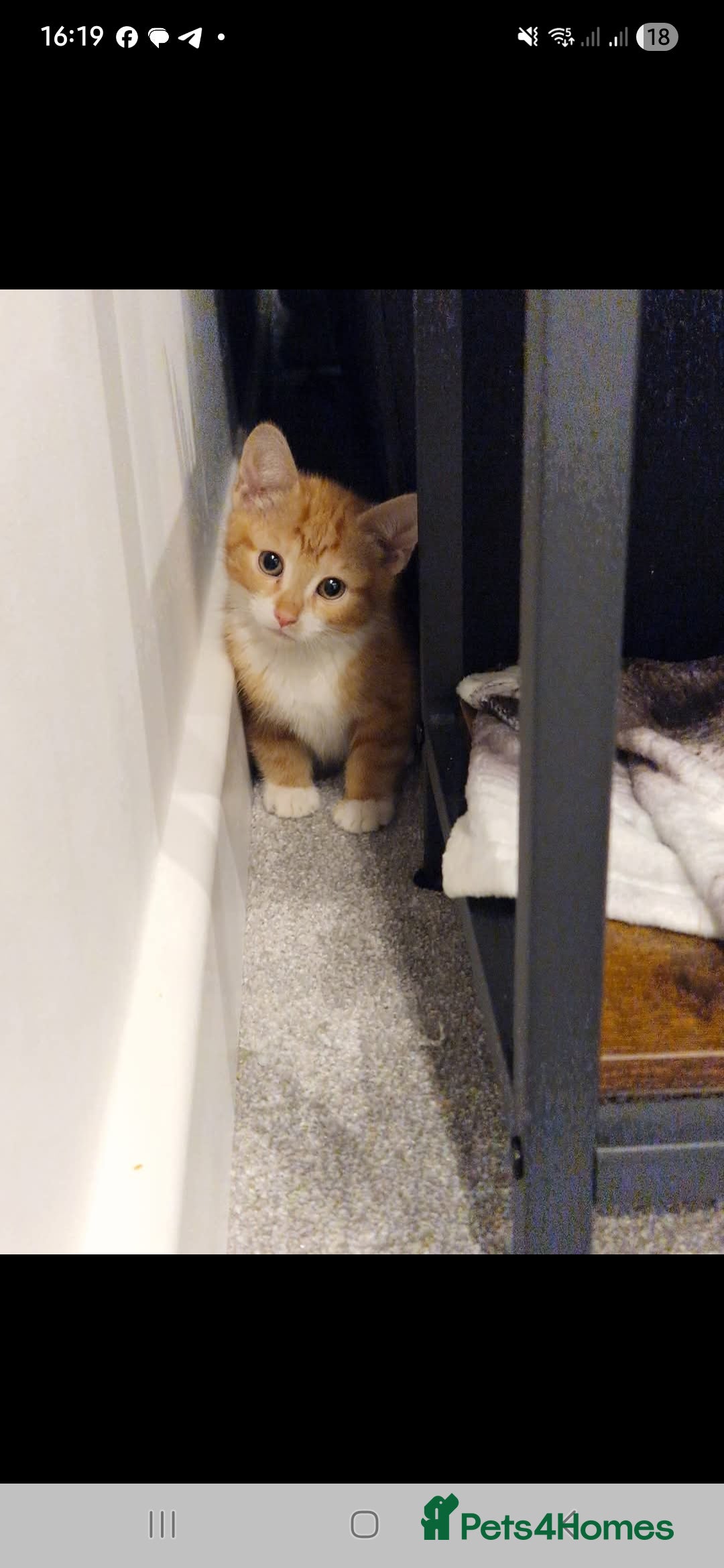 Mixed Breed cats Jack my ginger bengal mix - Advert 13