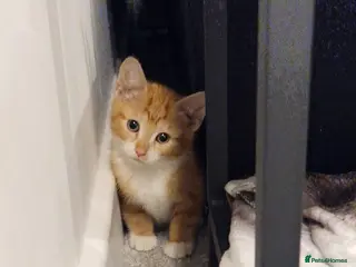 Mixed Breed cats Jack my ginger bengal mix - Advert 1