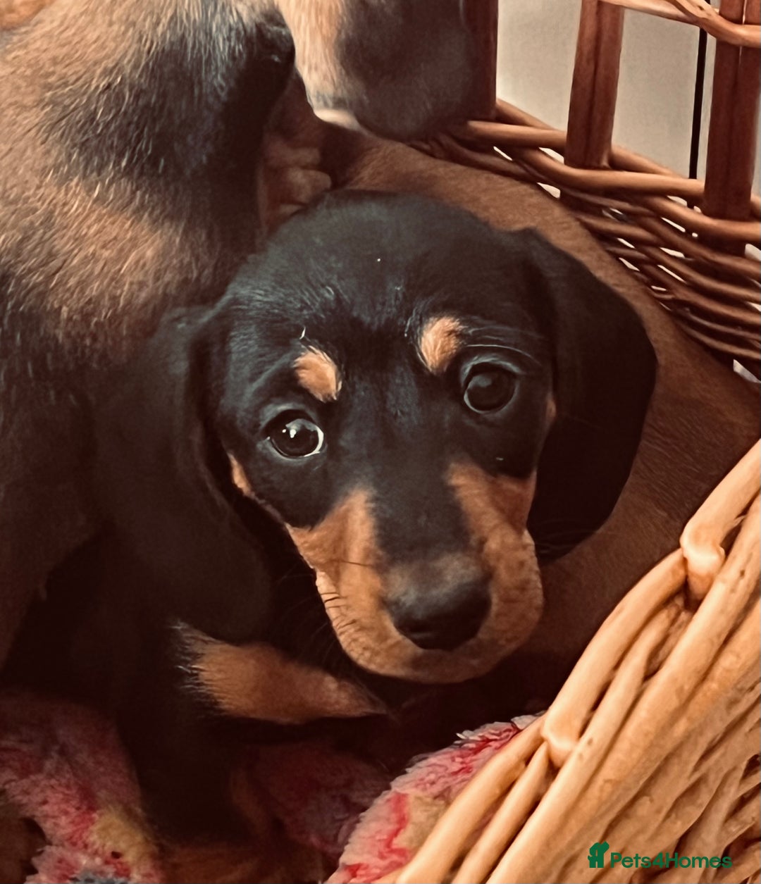 Miniature Dachshund dogs for sale: Beautiful Miniature Smooth Dachshunds  - Advert 1