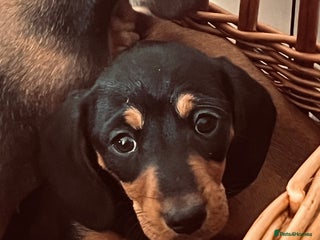 Miniature Dachshund dogs Beautiful Miniature Smooth Dachshunds - Advert 2