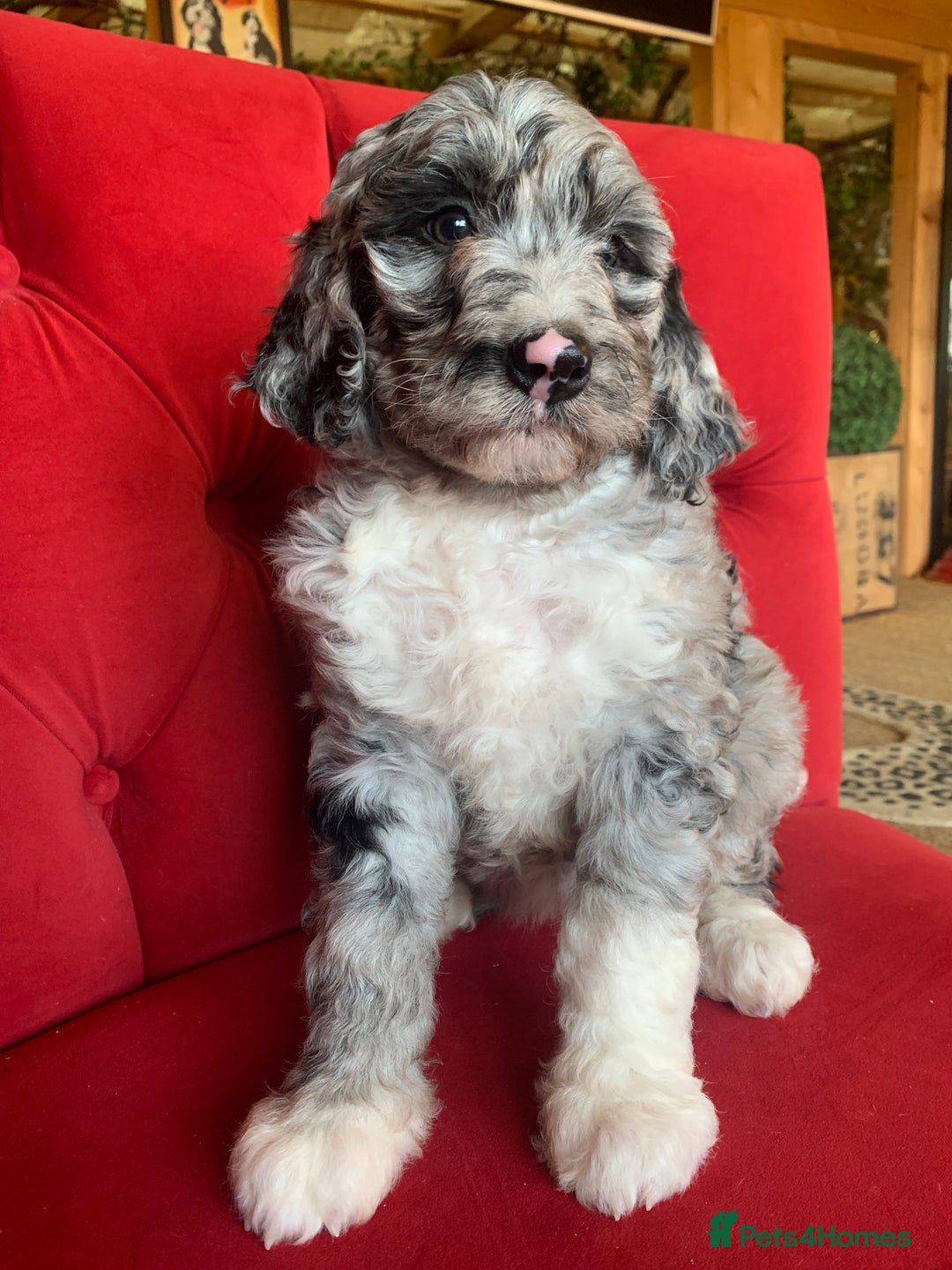 Bernedoodle dogs for sale: F1b Standard Bernedoodle  - Advert 21