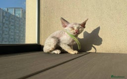 Devon Rex cats for sale: Meet Our Devon Rex Kittens One-of-a-Kind Litter! - Image 9