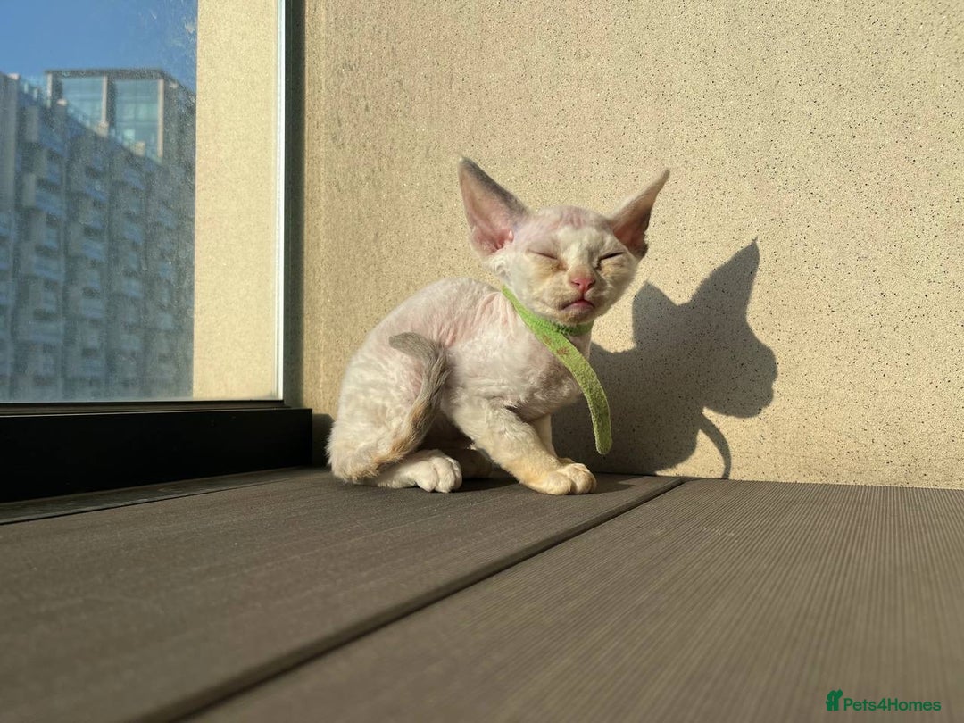Devon Rex cats for sale: Meet Our Devon Rex Kittens One-of-a-Kind Litter! - Image 9