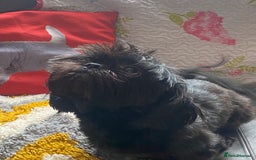 Shih Tzu dogs for sale: Puppy for sale  - Image 1