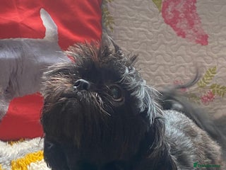 Shih Tzu dogs for sale - Advert 1