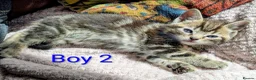 Mixed Breed cats for sale: Gorgeous Tabby Kittens for sale Ready June 17 - Advert 21