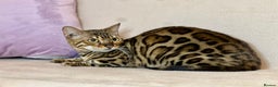Bengal cats for sale: Bengal Queen  - Advert 1