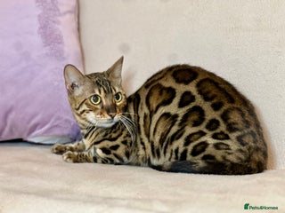 Bengal cats Bengal Queen - Advert 4