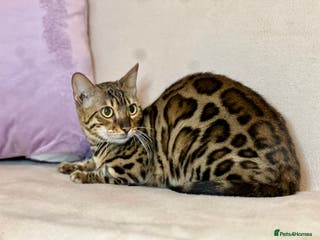 Bengal cats Bengal Queen - Advert 8