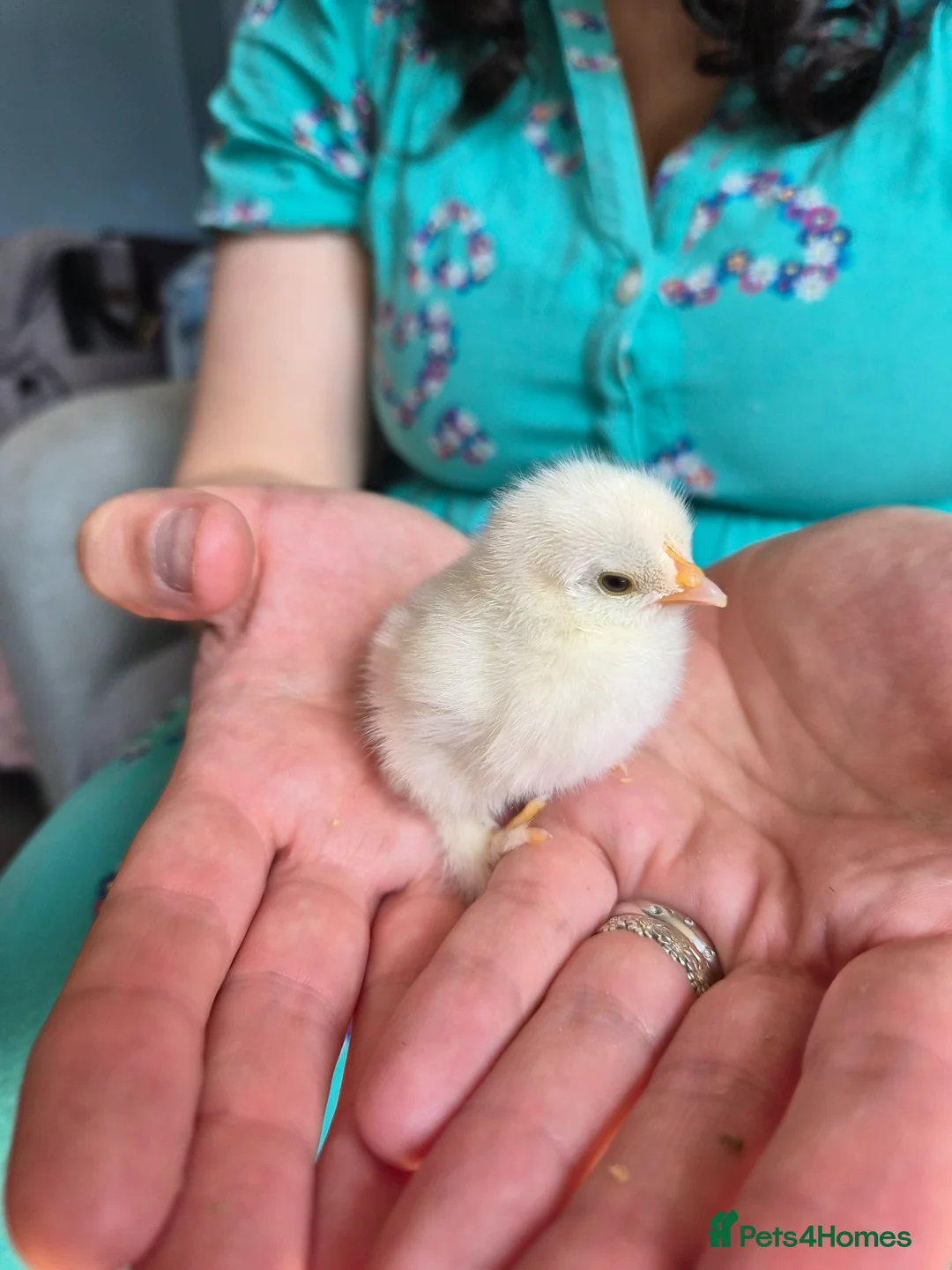 Chickens poultry for sale: 7 Pekin Bantam Chicks  - Advert 2