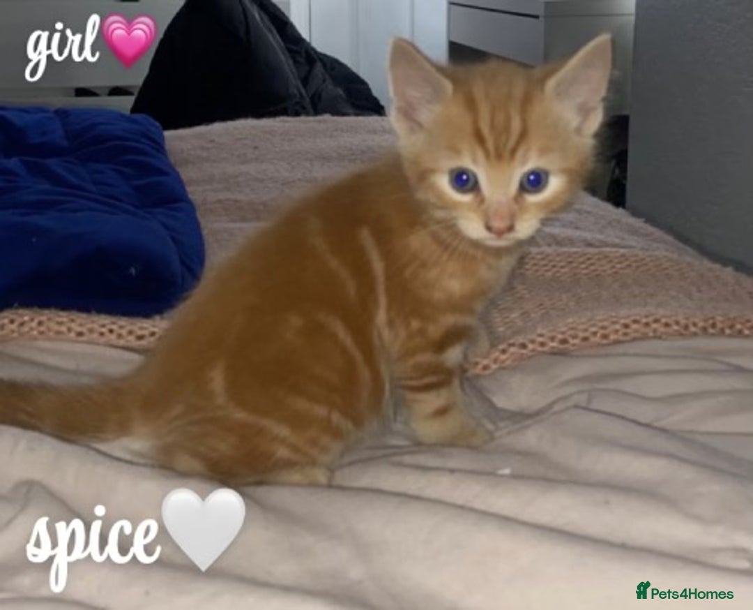 Mixed Breed cats for sale: 4 gorgeous kittens - Image 5