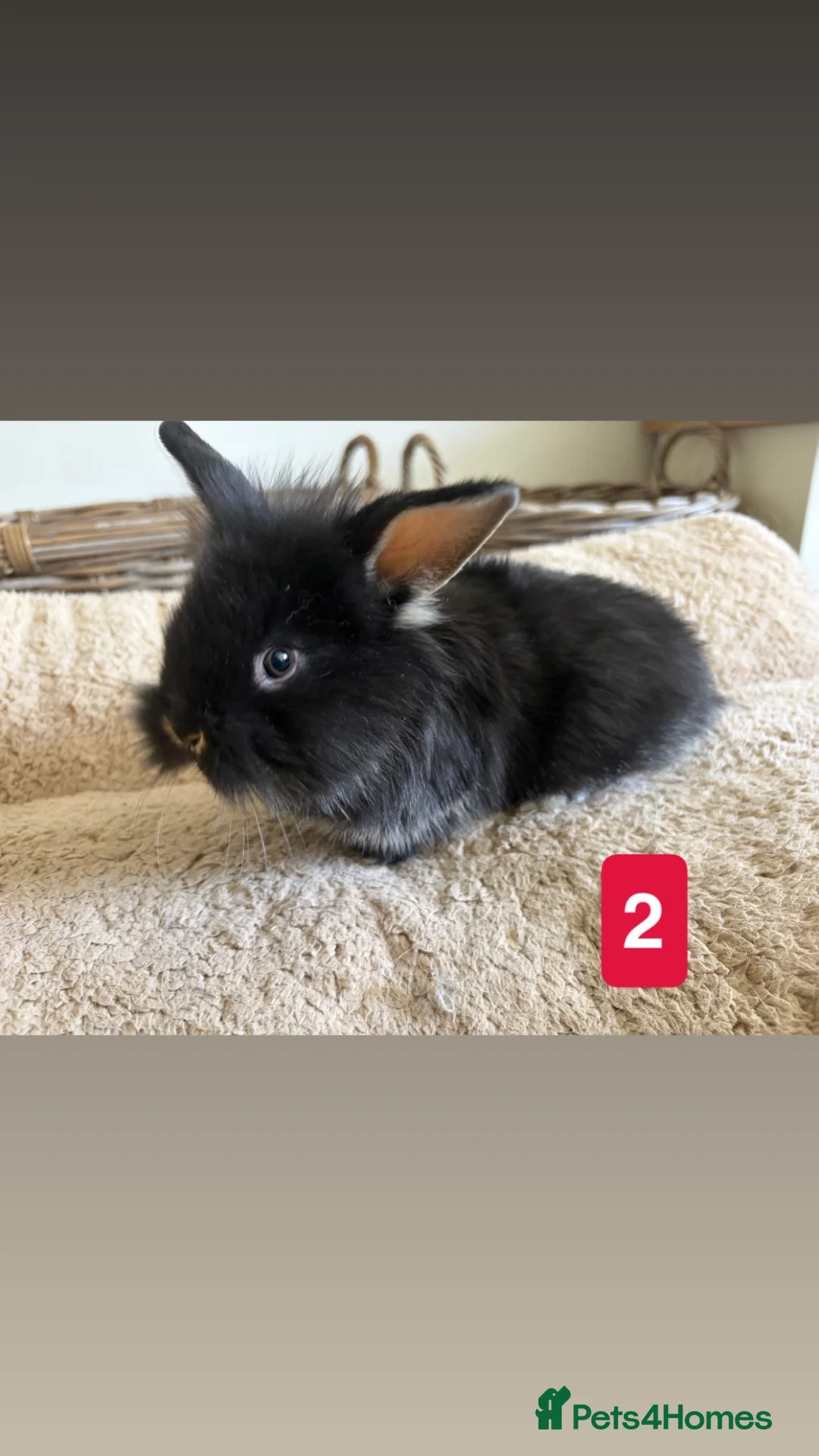 Mixed Breed rabbits for sale: Lionhead x Dwarf Lop double maned bunnies - Advert 2