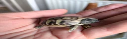 Hermann Tortoise reptiles for sale: Hatchling Hermann tortoises for sale - Advert 5