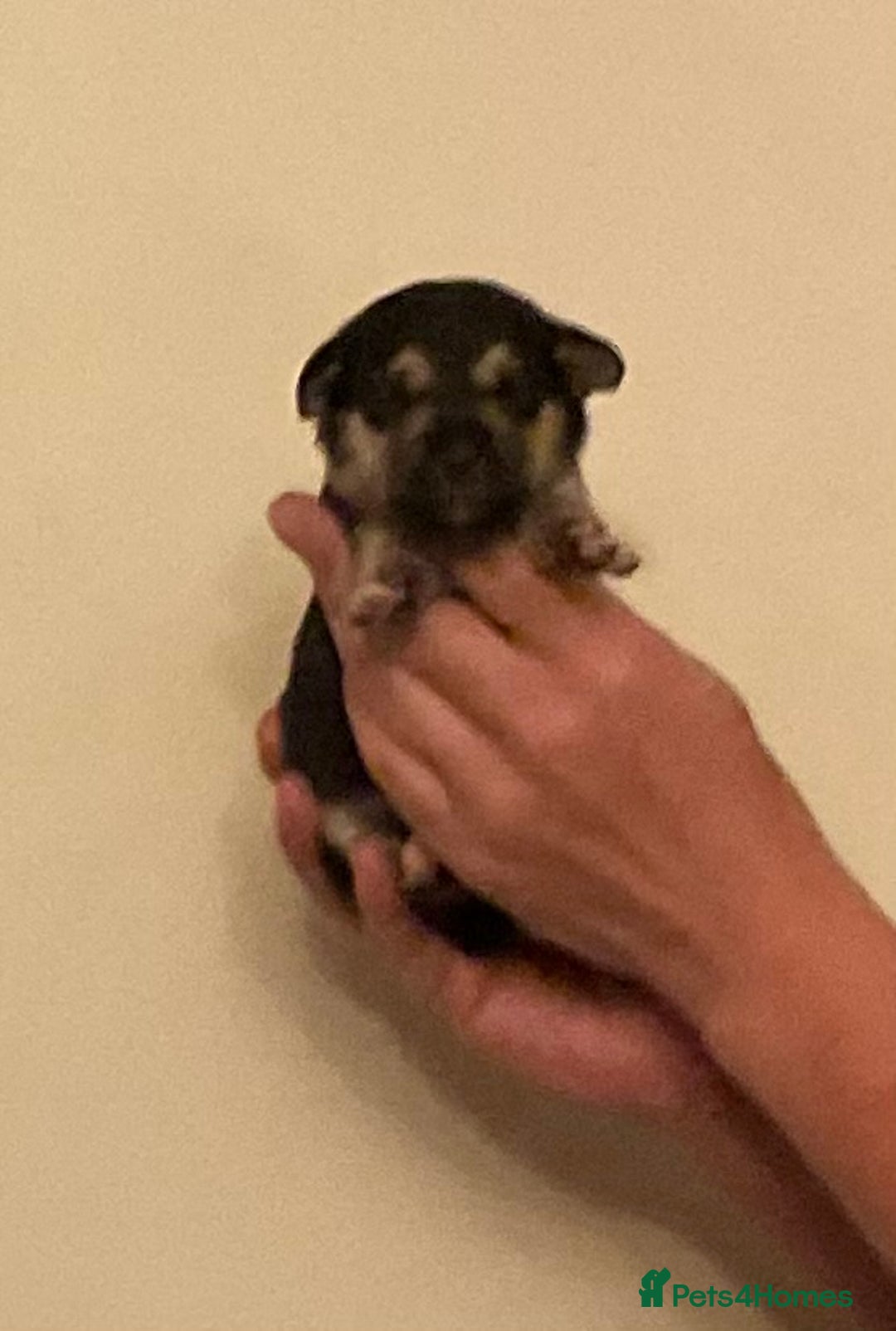 Jack Russell dogs for sale: Jack Russel puppies for sale  - Image 6