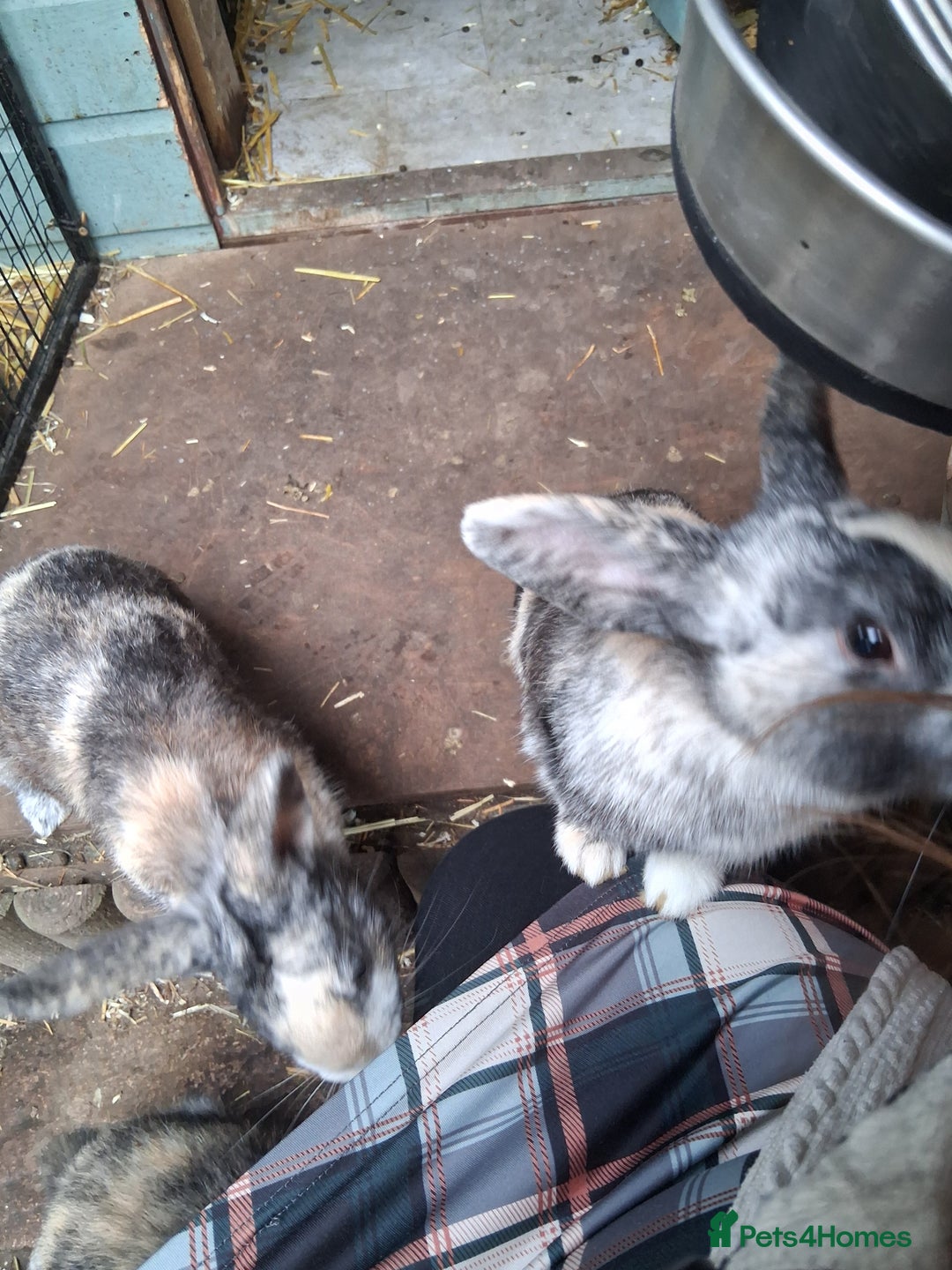 Mixed Breed rabbits for sale: Super cute rex x lop bunnies - Advert 5