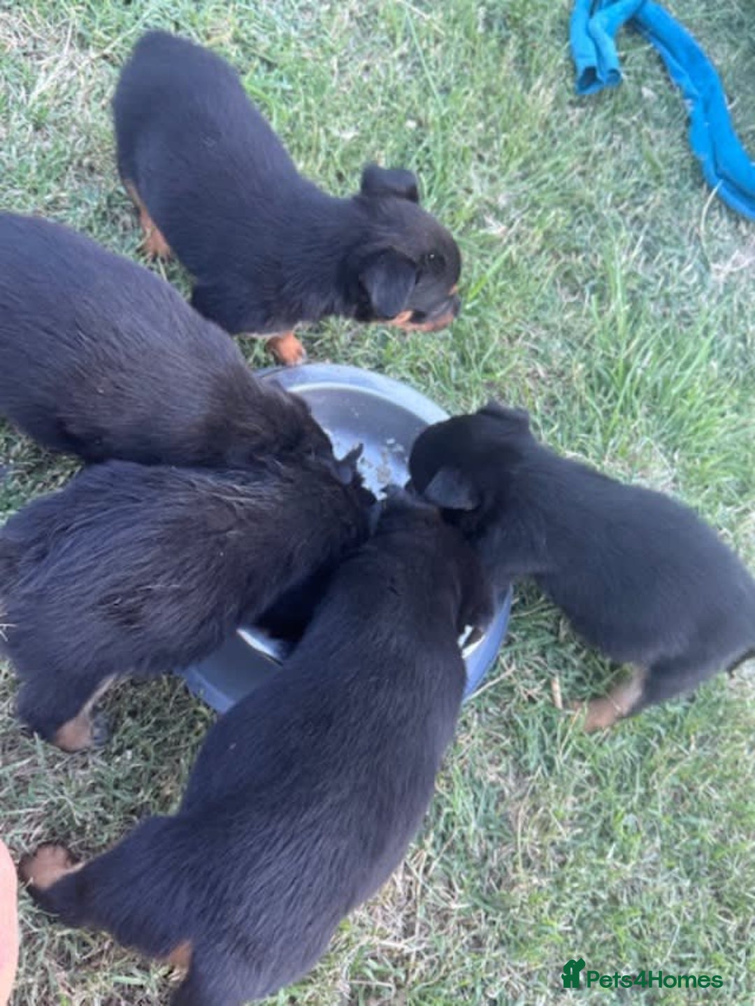 Australian Kelpie dogs for sale: Working Australian Kelpie Boys&Girls Pupps - Advert 5