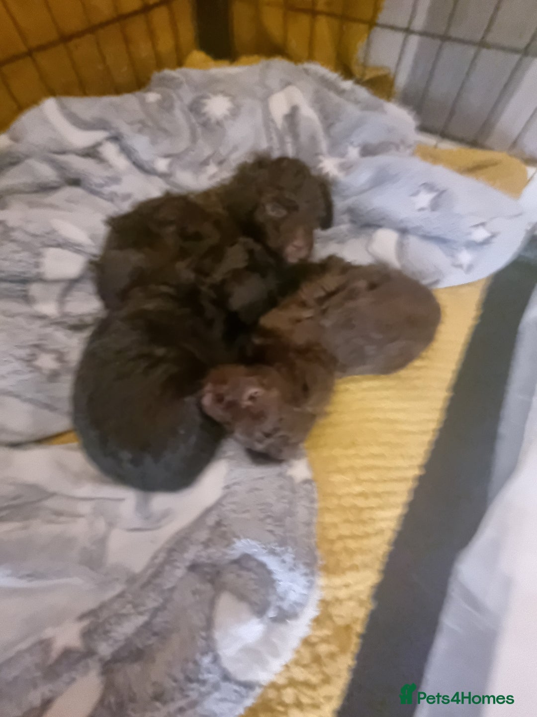 Poodle dogs for sale: Poodle's - Advert 14