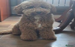 Miniature Poodle dogs for sale: Price reduction £650. Beautiful boy mini poodle  - Image 1