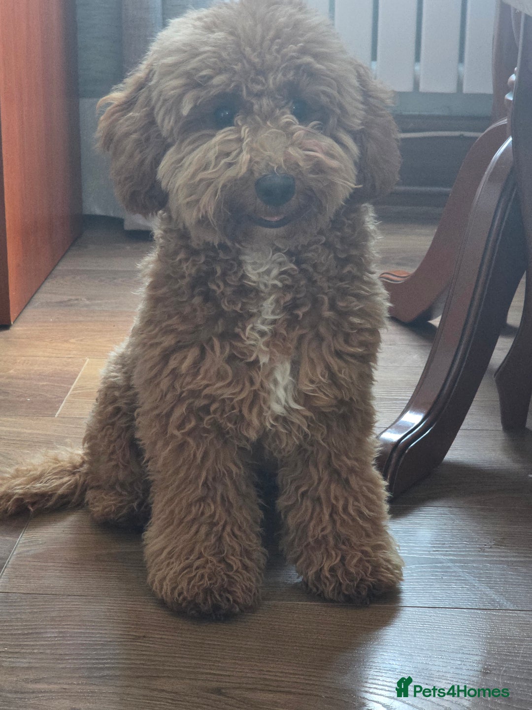 Miniature Poodle dogs for sale: Price reduction £650. Beautiful boy mini poodle  - Image 1