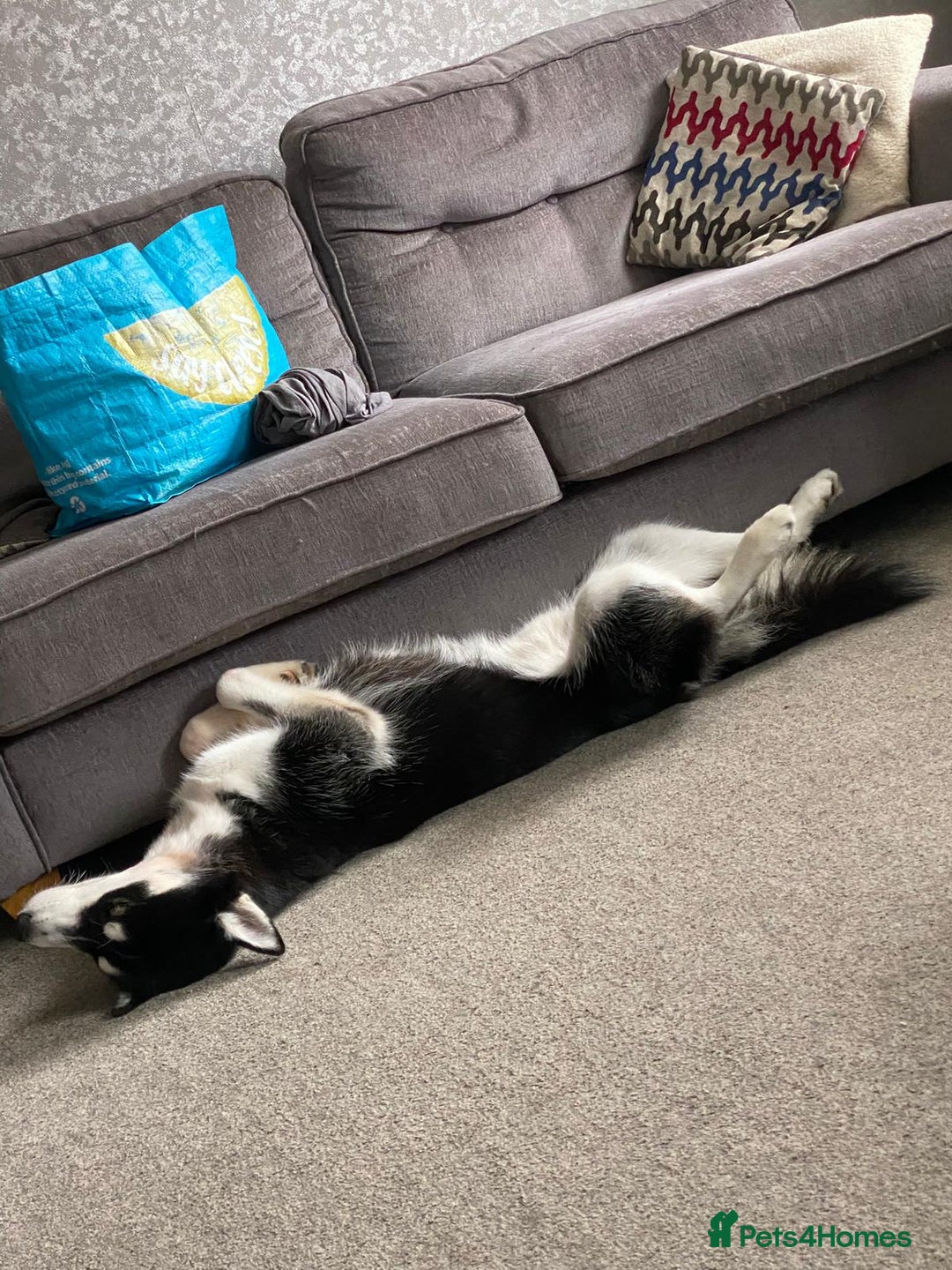 Mixed Breed dogs for sale: Siberian Husky/Border Collie cross - Advert 7