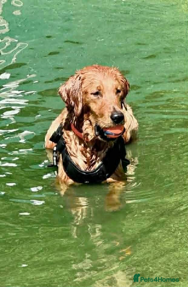 Golden Retriever dogs KC Golden Retriever Stud | Health Tested - Advert 9