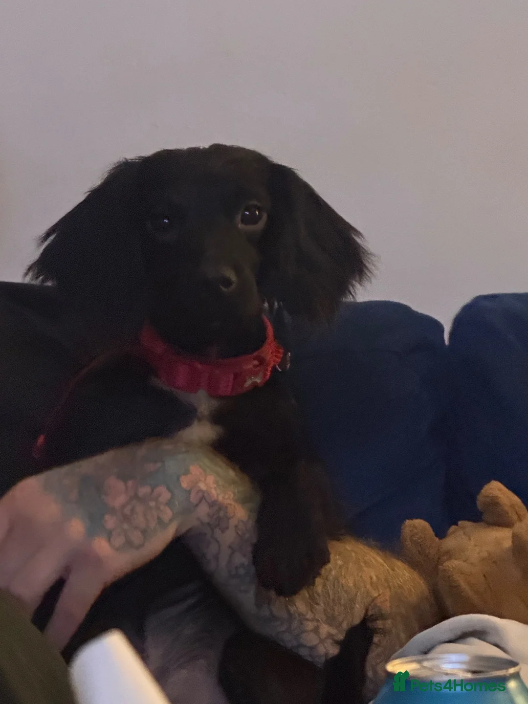 Cocker Spaniel dogs for sale: Approx 9 month old Cocker Spaniel in Somerton - Advert 2