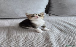 Scottish Fold cats for sale: Scottish Straight purebred kittens  - Image 4