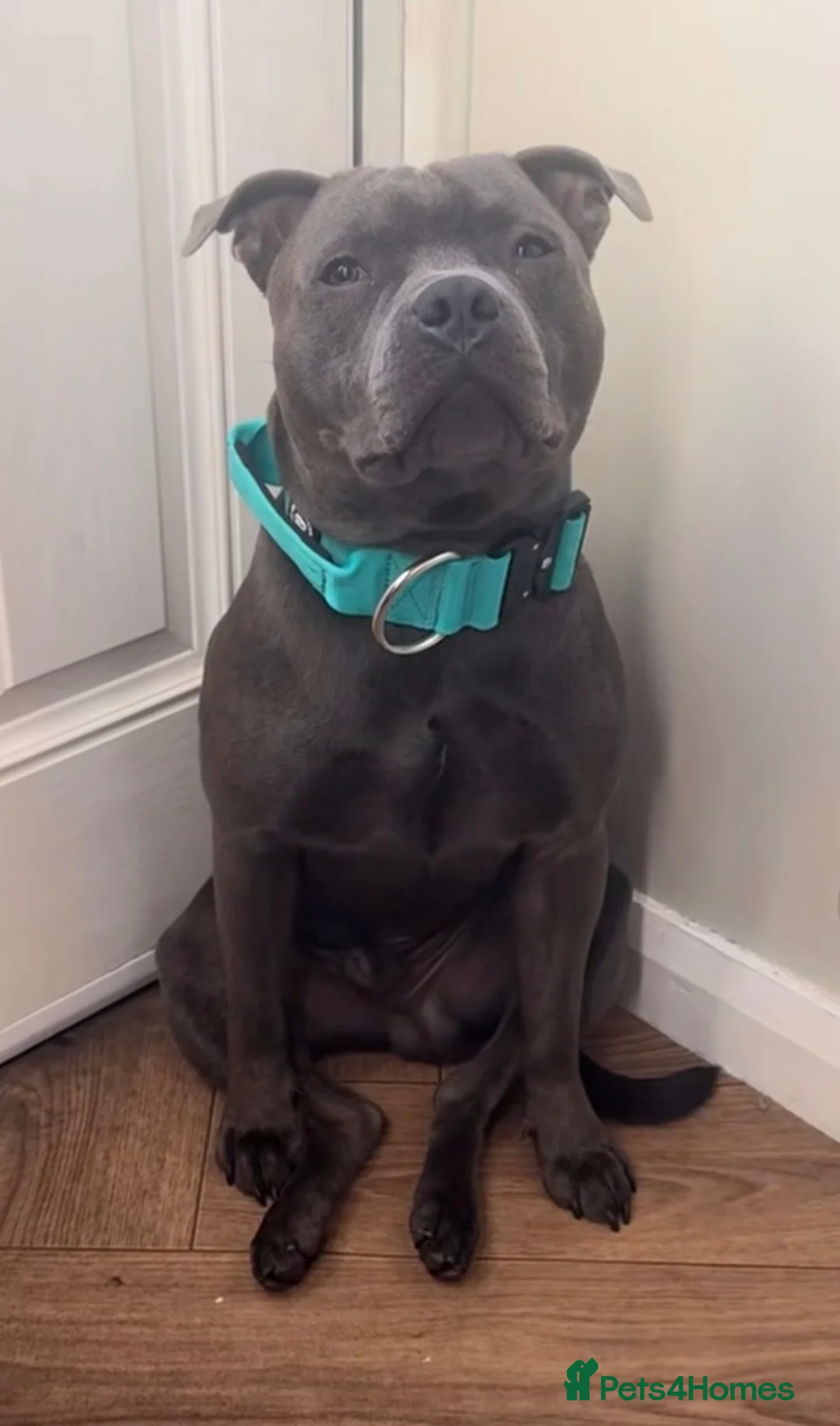 Staffordshire Bull Terrier dogs for sale: Blue Staffordshire bull terrier girls 💙 in Sheffield - Advert 2