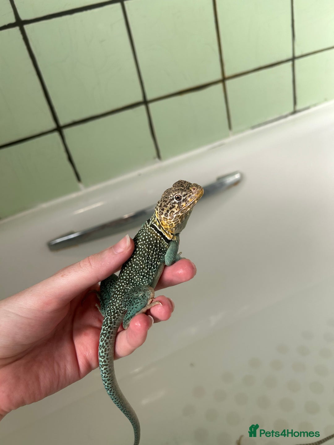 Lizard reptiles for sale: 3 beautiful collared lizards  with cage  - Image 5