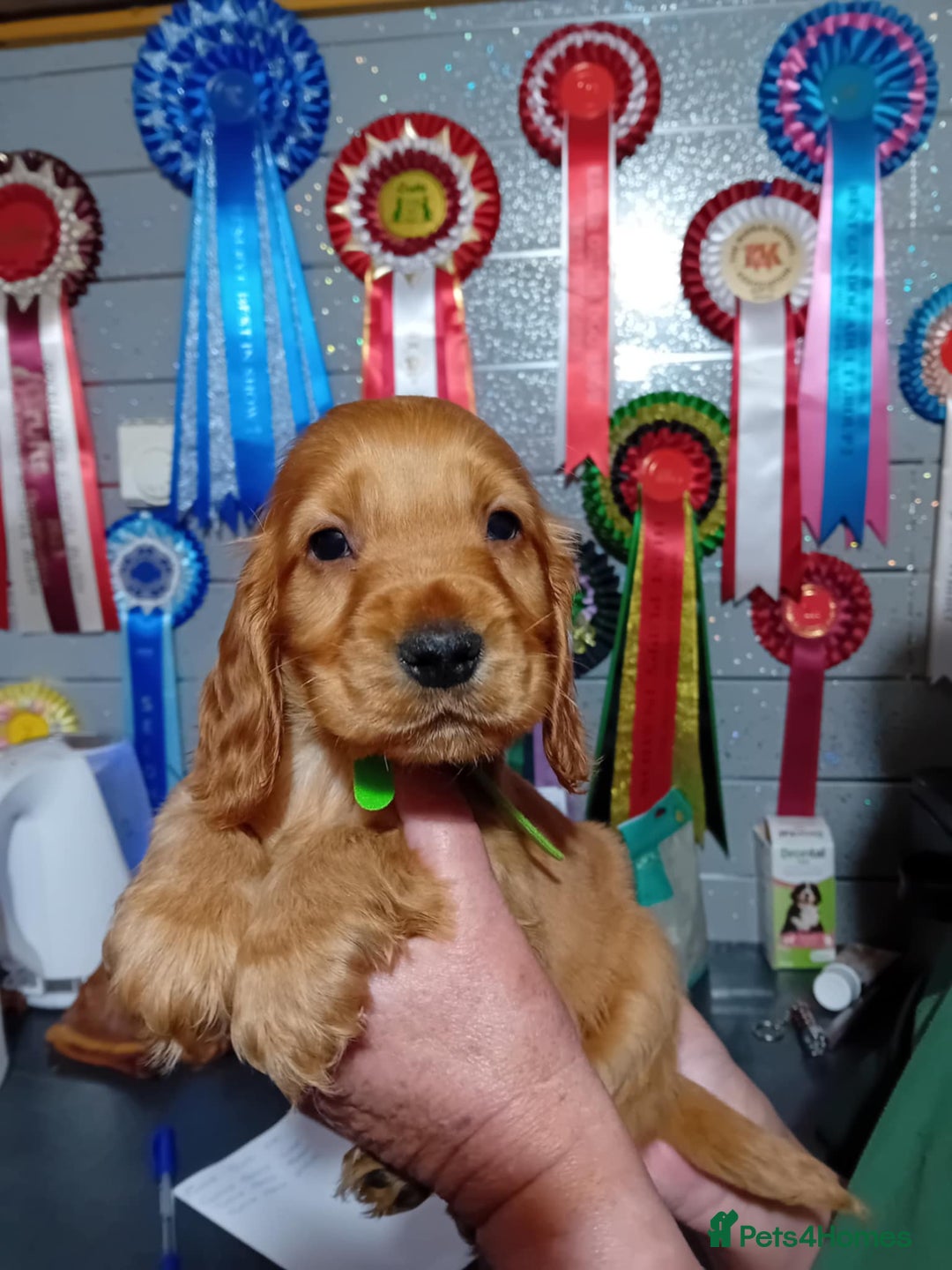Cocker Spaniel dogs for sale: PURE SHOW COCKER SPANIEL PUPPIES FROM SHOW PARENTS - Advert 3