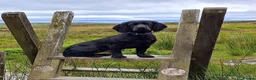 Cocker Spaniel dogs for sale: Cocker Spaniel puppies working line - Advert 2